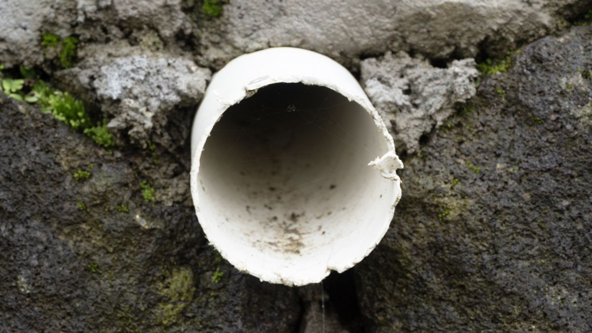Open end of a white drainage pipe set into a mossy concrete wall